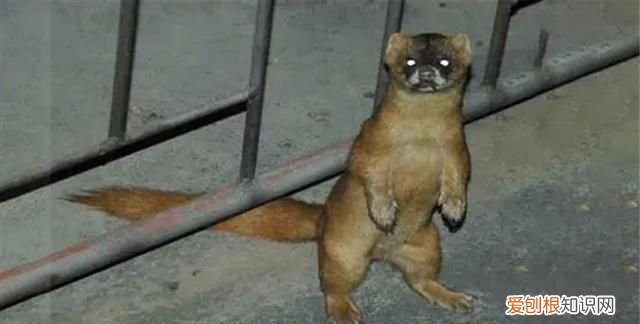 黄鼠狼全身是宝为何无人敢养殖