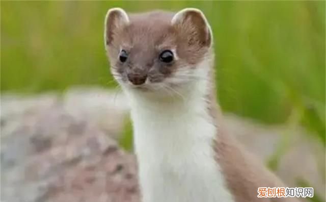 黄鼠狼全身是宝为何无人敢养殖