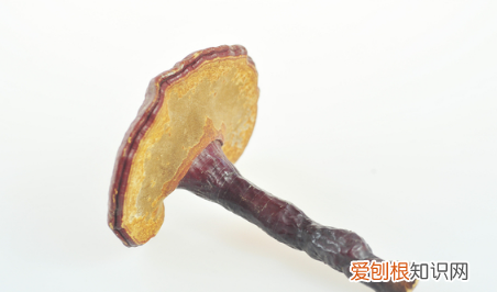 灵芝生虫子了还能吃吗