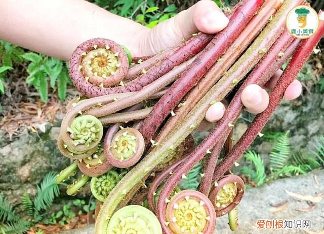 春天山里蕨菜味道脆爽下饭,蕨菜怎么收藏到冬季吃