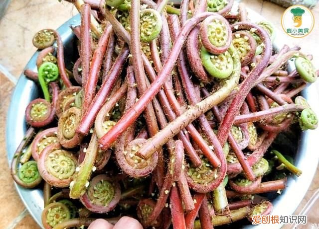 春天山里蕨菜味道脆爽下饭,蕨菜怎么收藏到冬季吃