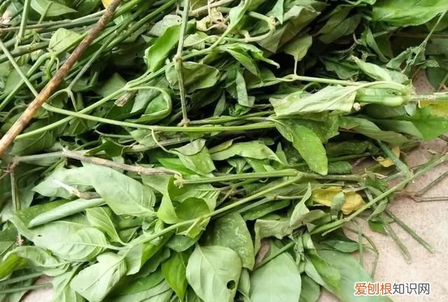 最好吃的五色花米饭 五色花米饭的制作方法