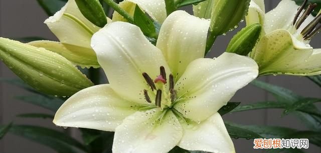 百合花的花芯要摘掉吗