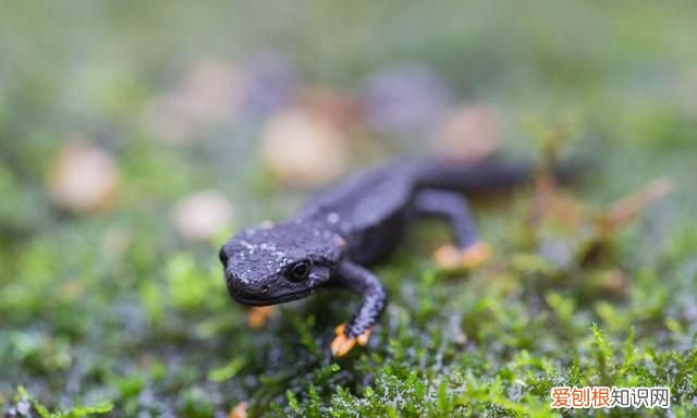 宁波大熊猫镇海棘螈放归野外
