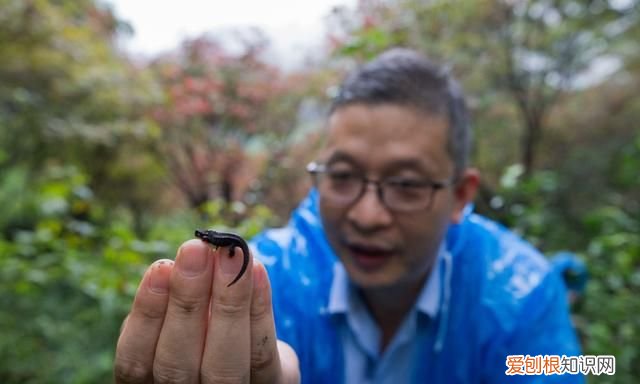 宁波大熊猫镇海棘螈放归野外