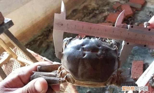 湖蟹和塘蟹有什么区别