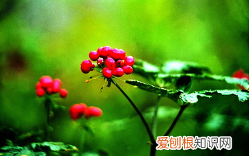 三七食疗的功效与作用