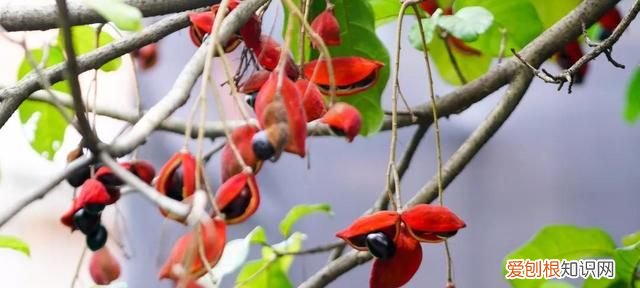 红豆富贵子糖水 富贵子糖水做法