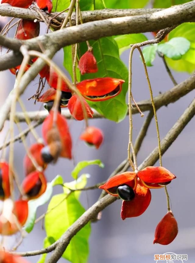 红豆富贵子糖水 富贵子糖水做法