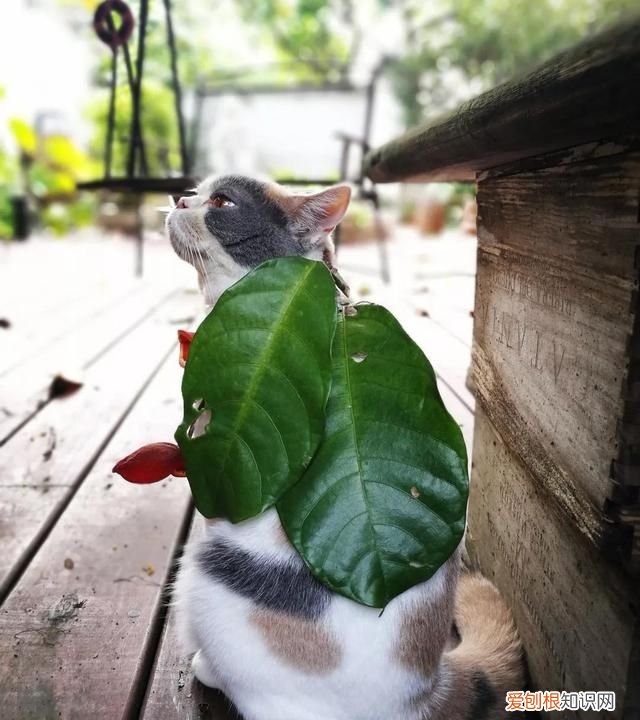 红豆富贵子糖水 富贵子糖水做法