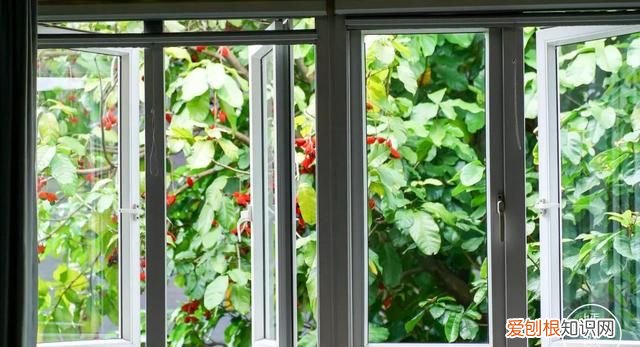 红豆富贵子糖水 富贵子糖水做法