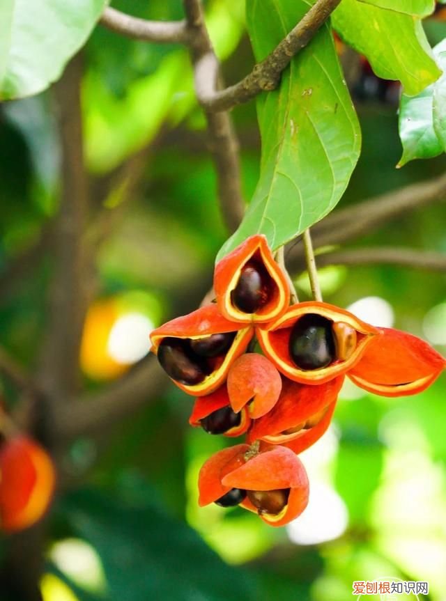 红豆富贵子糖水 富贵子糖水做法