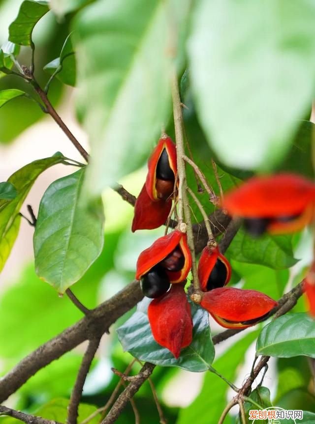 红豆富贵子糖水 富贵子糖水做法