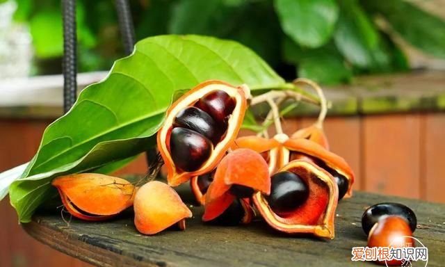 红豆富贵子糖水 富贵子糖水做法