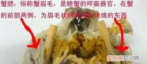 买螃蟹要怎么挑才会饱满