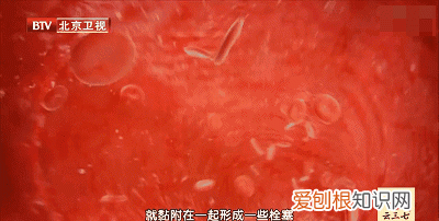 西红柿生吃皮还是心最有营养 西红柿生吃怎么吃营养最好