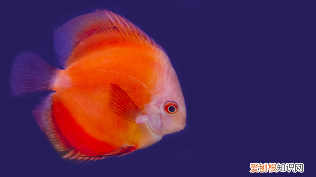 鱼缸加盐的正确方法