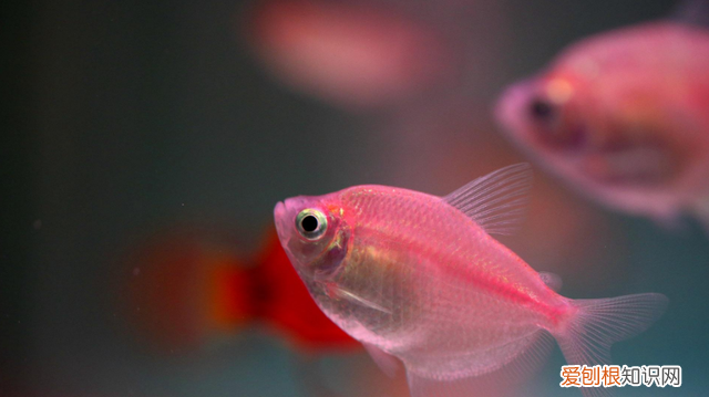 鱼缸加盐的正确方法