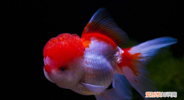 鱼缸加盐的正确方法