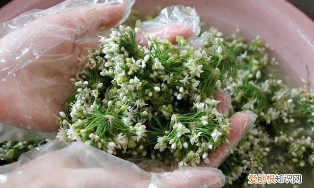 韭菜花这样做能吃一年