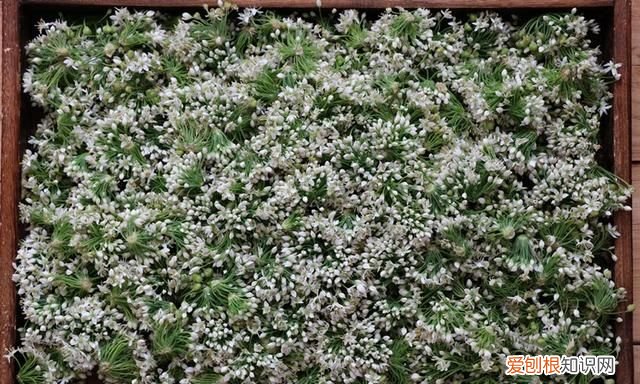 韭菜花这样做能吃一年