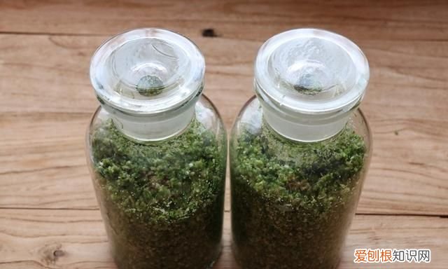 韭菜花这样做能吃一年