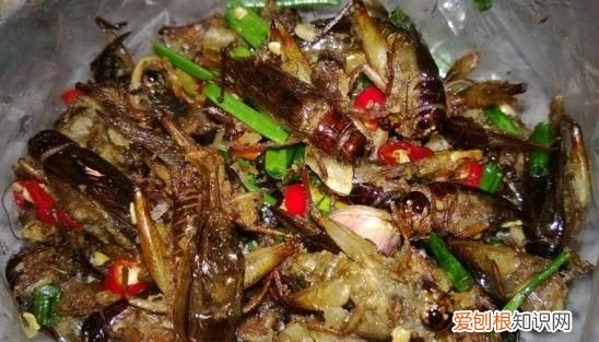 蟋蟀的耳朵长在什么的内侧?