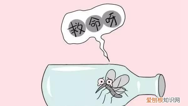 不明小黑虫入侵深圳