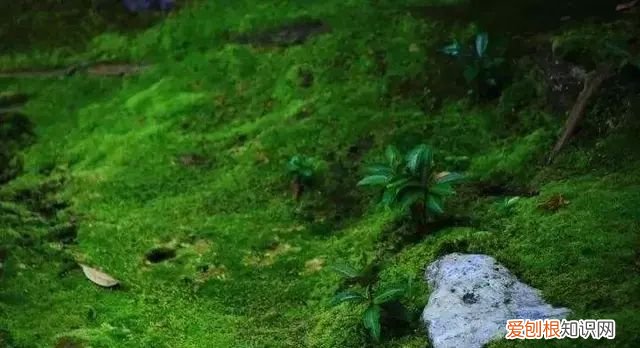 庭院不生苔,庭院养苔的核心秘诀你绝想不到