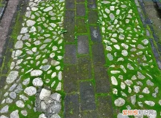 庭院不生苔,庭院养苔的核心秘诀你绝想不到