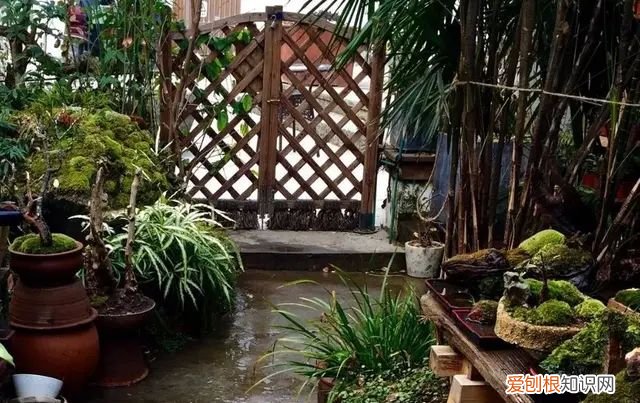 庭院不生苔,庭院养苔的核心秘诀你绝想不到