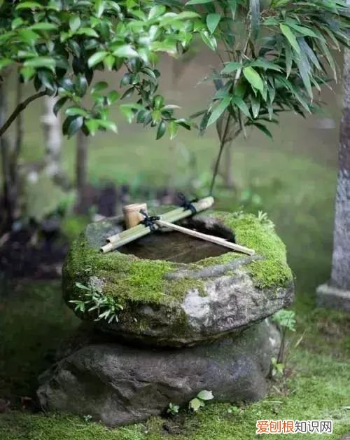 庭院不生苔,庭院养苔的核心秘诀你绝想不到