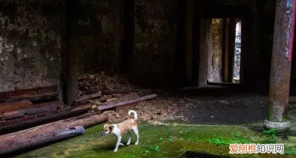 庭院不生苔,庭院养苔的核心秘诀你绝想不到