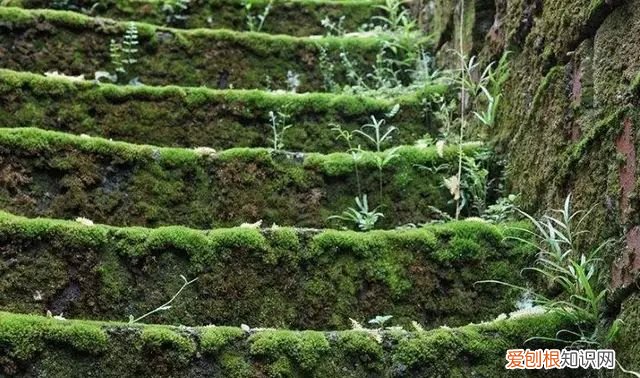 庭院不生苔,庭院养苔的核心秘诀你绝想不到