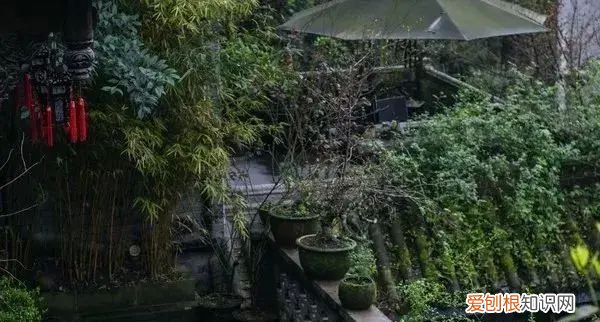 庭院不生苔,庭院养苔的核心秘诀你绝想不到