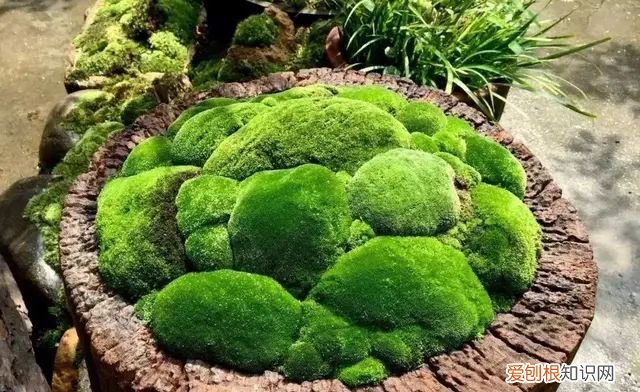 庭院不生苔,庭院养苔的核心秘诀你绝想不到