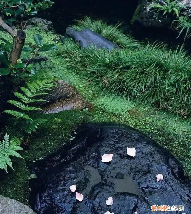 庭院不生苔,庭院养苔的核心秘诀你绝想不到