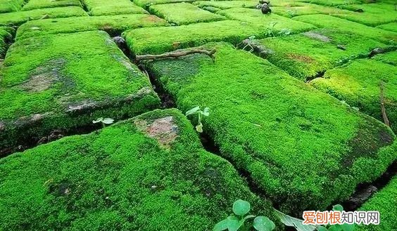 庭院不生苔,庭院养苔的核心秘诀你绝想不到