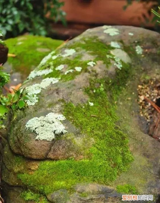 庭院不生苔,庭院养苔的核心秘诀你绝想不到