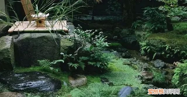 庭院不生苔,庭院养苔的核心秘诀你绝想不到