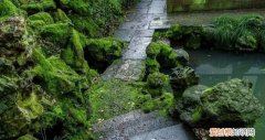 庭院不生苔,庭院养苔的核心秘诀你绝想不到