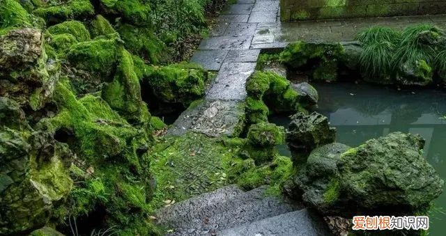 庭院不生苔,庭院养苔的核心秘诀你绝想不到
