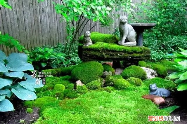 庭院不生苔,庭院养苔的核心秘诀你绝想不到