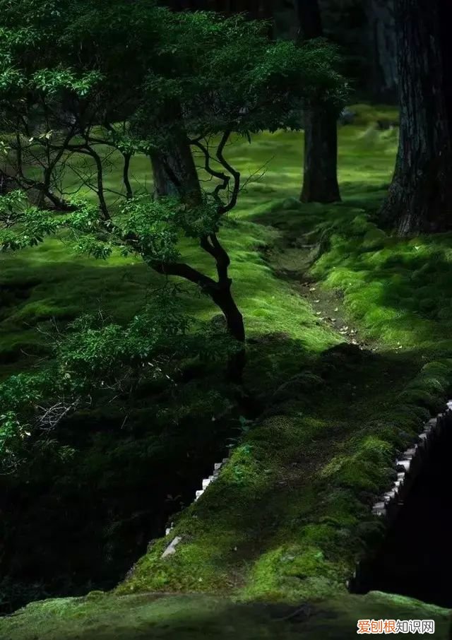 庭院不生苔,庭院养苔的核心秘诀你绝想不到