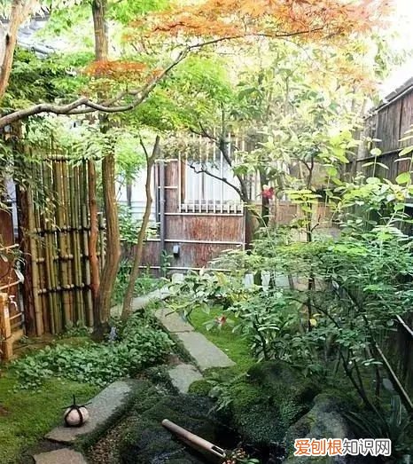 庭院不生苔,庭院养苔的核心秘诀你绝想不到