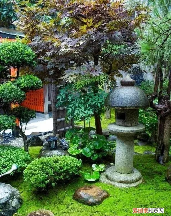 庭院不生苔,庭院养苔的核心秘诀你绝想不到