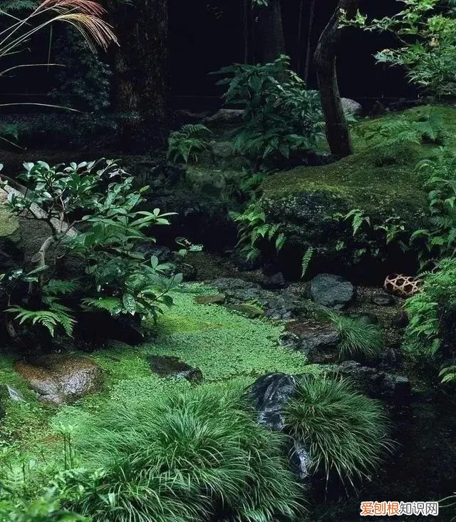 庭院不生苔,庭院养苔的核心秘诀你绝想不到