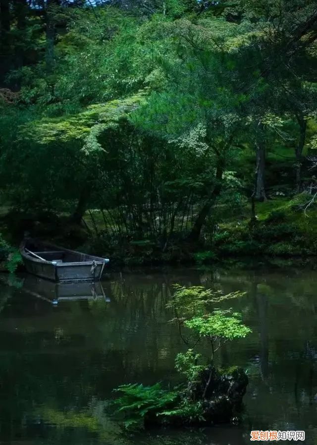 庭院不生苔,庭院养苔的核心秘诀你绝想不到