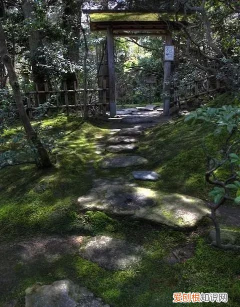 庭院不生苔,庭院养苔的核心秘诀你绝想不到