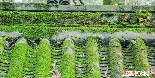 庭院不生苔,庭院养苔的核心秘诀你绝想不到